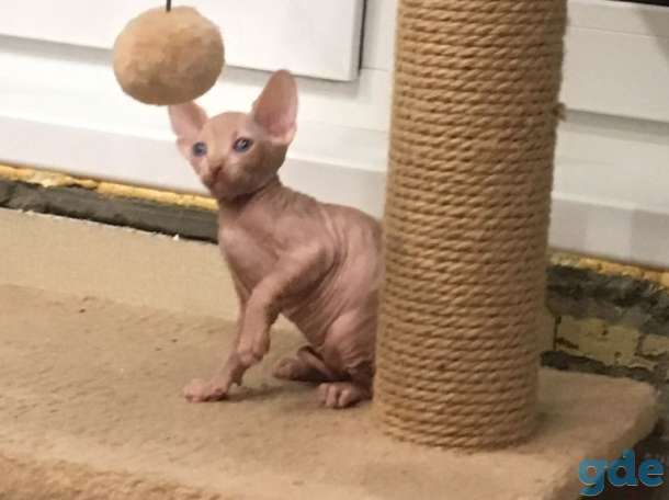 Котята канадского сфинкса, фотография 1