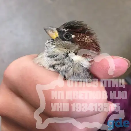 Деорнизация. Борьба с птицами в Беларуси (воробьи, голуби, вороны)., фотография 1