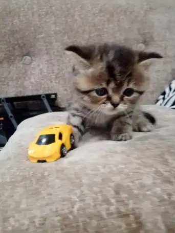 Шотландские котята, фотография 1