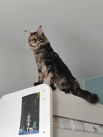 Котята Мейн-кун девочки, фотография 14