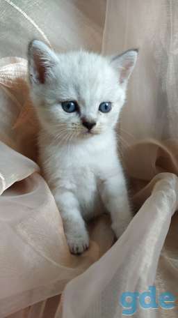 Шотландские котята, фотография 5