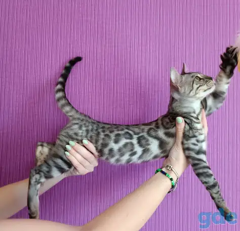 Бенгальские котята, фотография 1