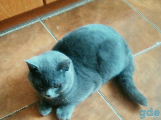 Котята британские, фотография 1