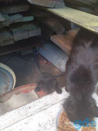 Котята, фотография 3