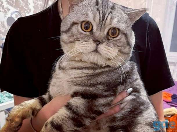 Шотландские котята, фотография 11