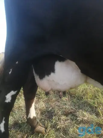 Продам покрытую дойную корову и бычка, фотография 2