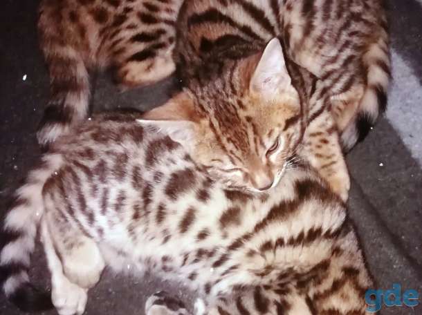 Котята бенгальские, фотография 7