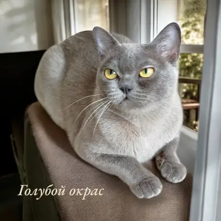 Американская бурма, фотография 8