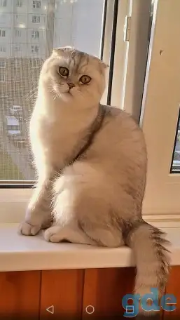 Котята шотландские, фотография 7