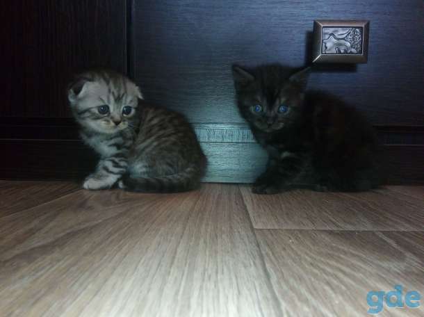 Шотландские котята, фотография 3