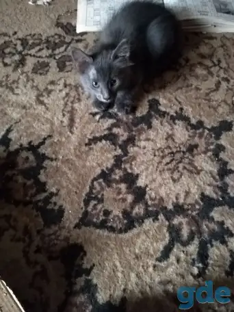 Дарю котят., фотография 3
