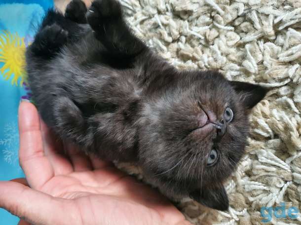 Милашки-котятки, фотография 5