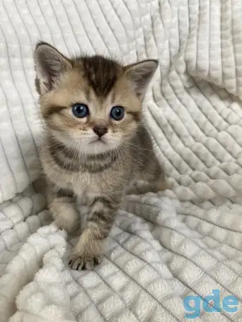 Шотландские котята голубая золотая шиншилла, фотография 5