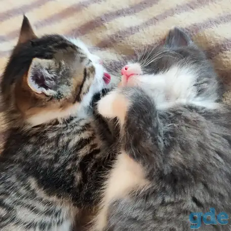 Котята, фотография 3
