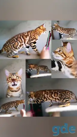 Бенгальские котята мальчики и девочки разного возраста и окраса, фотография 7