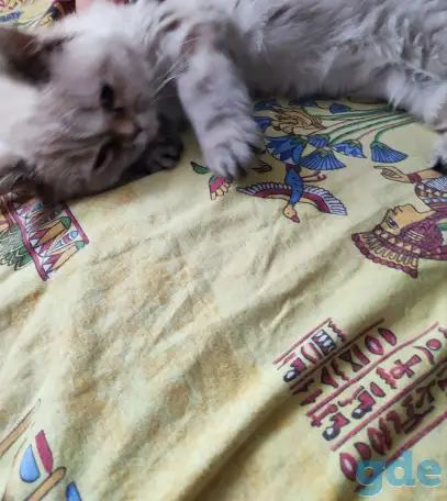 Шотландские котята, фотография 2