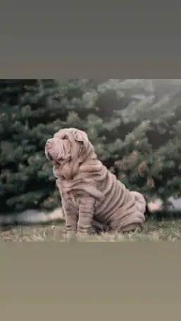 щенки шарпей, фотография 2