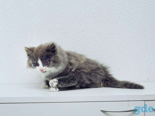 котята в дар, фотография 2