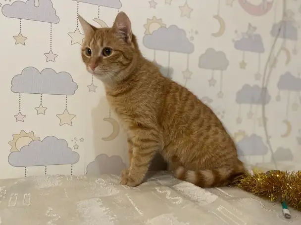 Рыжая кошечка котенок Мандаринка ищет дом и семью!, фотография 6