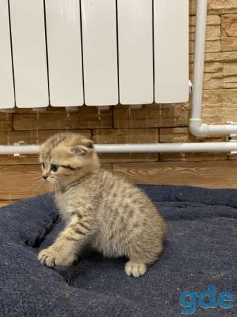 Котята, фотография 7