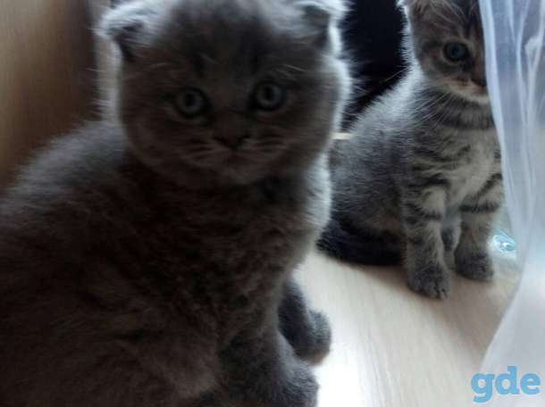 Продам замечательных котят, фотография 1