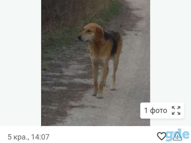 Пропала собака, фотография 2