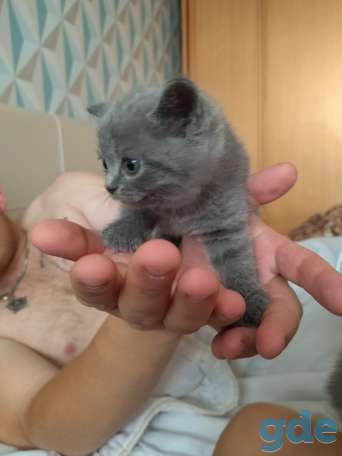 Чистокровные британские котята, фотография 6