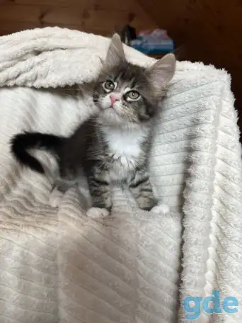Котята мейн-кун, фотография 1
