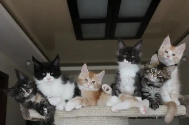 Мейн-кун котята!, фотография 4
