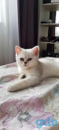 Котята, фотография 5
