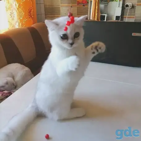 Британские котята, фотография 3