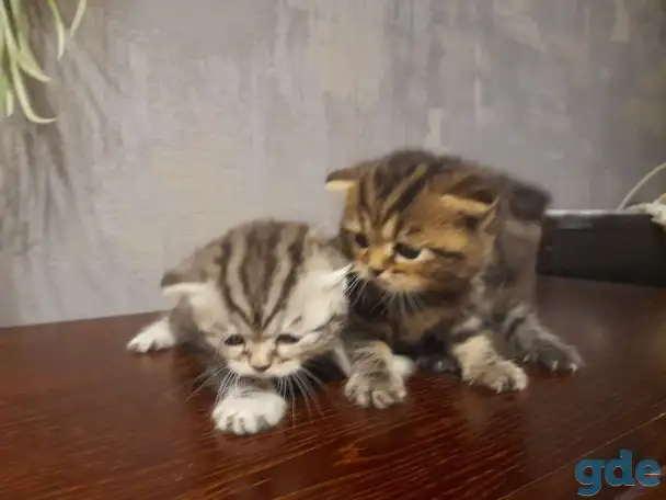 котята шотландские (страйт,фолд), фотография 1