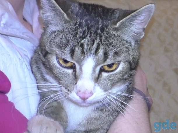 Котенок-подросток ищет дом, фотография 1