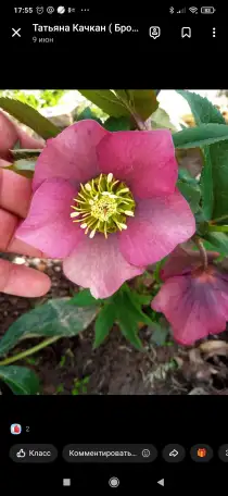 Многолетние цветы, фотография 9