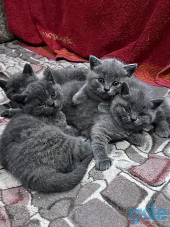 Британски чистокровные котята, фотография 1