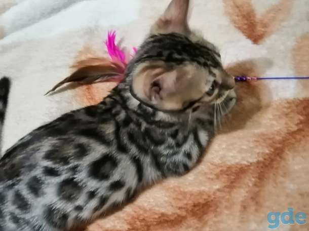 Бенгальский котенок, фотография 2