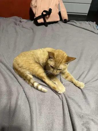 В ДАР КОТИК, фотография 4