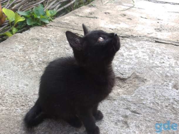Чёрная котейка в дар, фотография 1