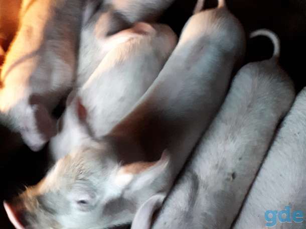 Продам попросят, фотография 1