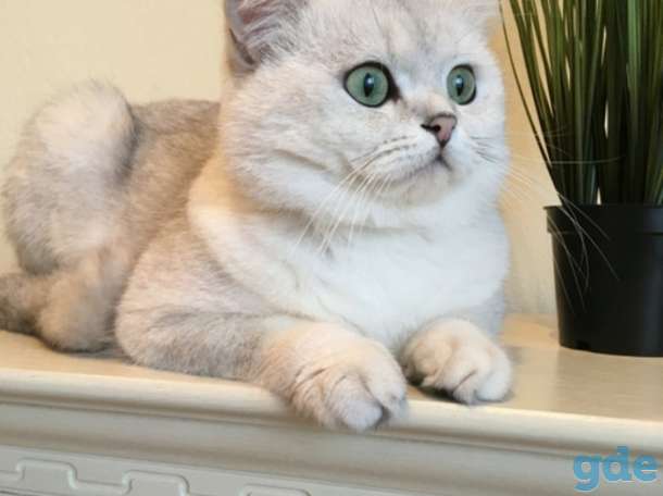 Шотландские котята, фотография 10