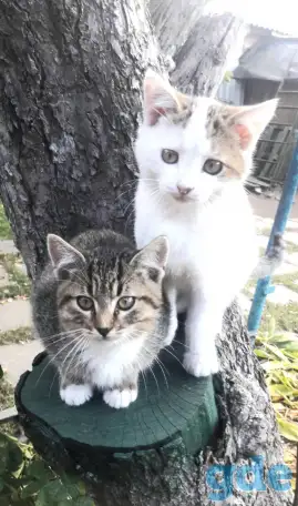 СРОЧНО! КРАСИВЫЕ КОТЯТА В ДАР!, фотография 2