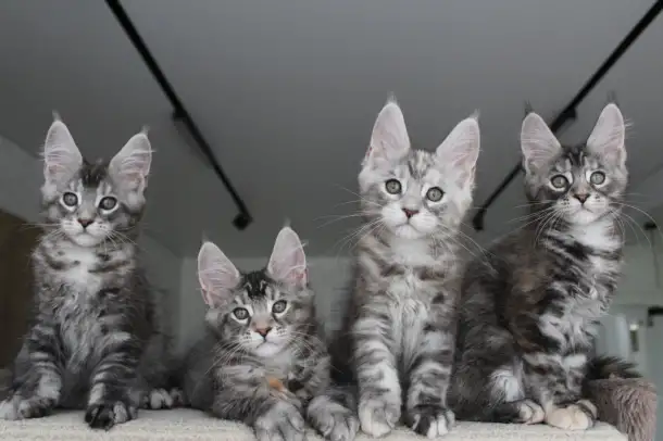 Мейн кун котята!, фотография 4