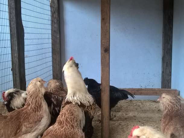 продам цыплят редких пород Австролорп черно-пестрый,фавероль ,ленинградская ситцевая,павловская,пушкинская,русская хохла, фотография 2