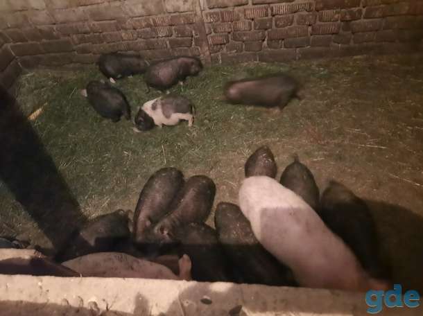 Продам поросят вьетнамских свиней, фотография 2