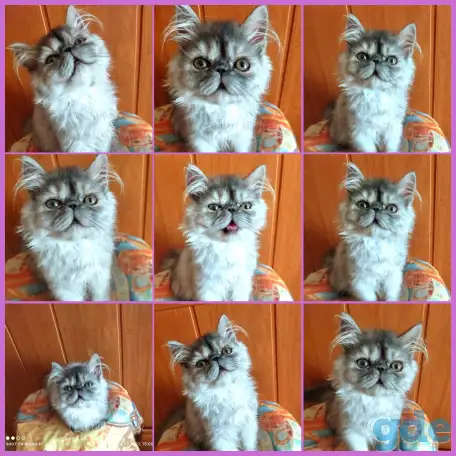 Персидские котята экстремального типа чистокровные.Персы.Котята., фотография 14