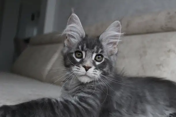 Мейн-кун котенок!, фотография 4