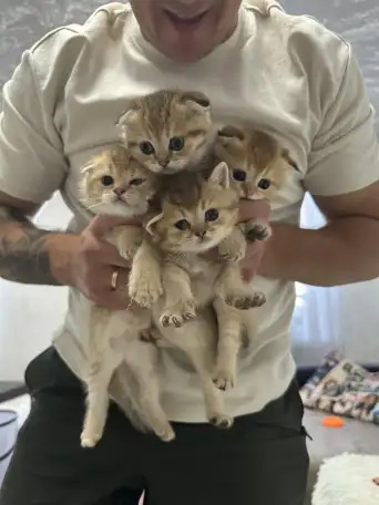 Котята шотландские окрас золотая шиншилла, фотография 1