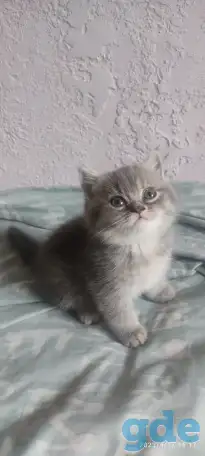 Скотиш страйт, фотография 3