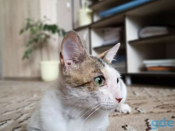 Кошка Басти, фотография 7