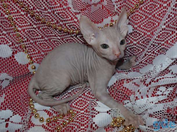 Котята донского сфинкса, фотография 1